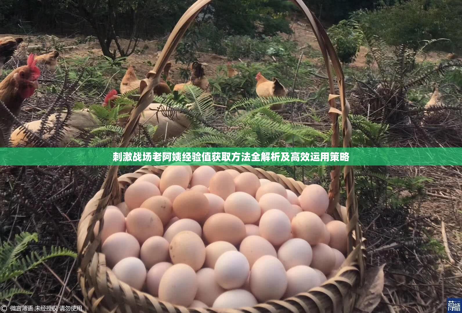 刺激战场老阿姨经验值获取方法全解析及高效运用策略