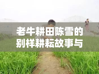 老牛耕田陈雪的别样耕耘故事与人生感悟