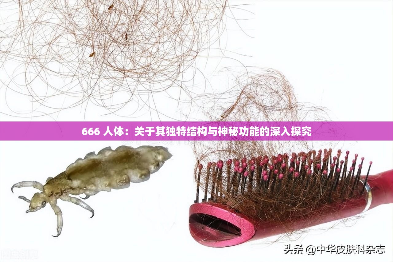 666 人体：关于其独特结构与神秘功能的深入探究