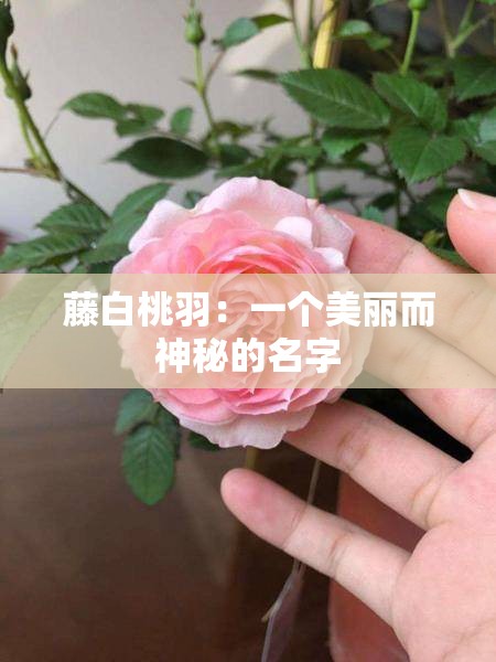 藤白桃羽：一个美丽而神秘的名字