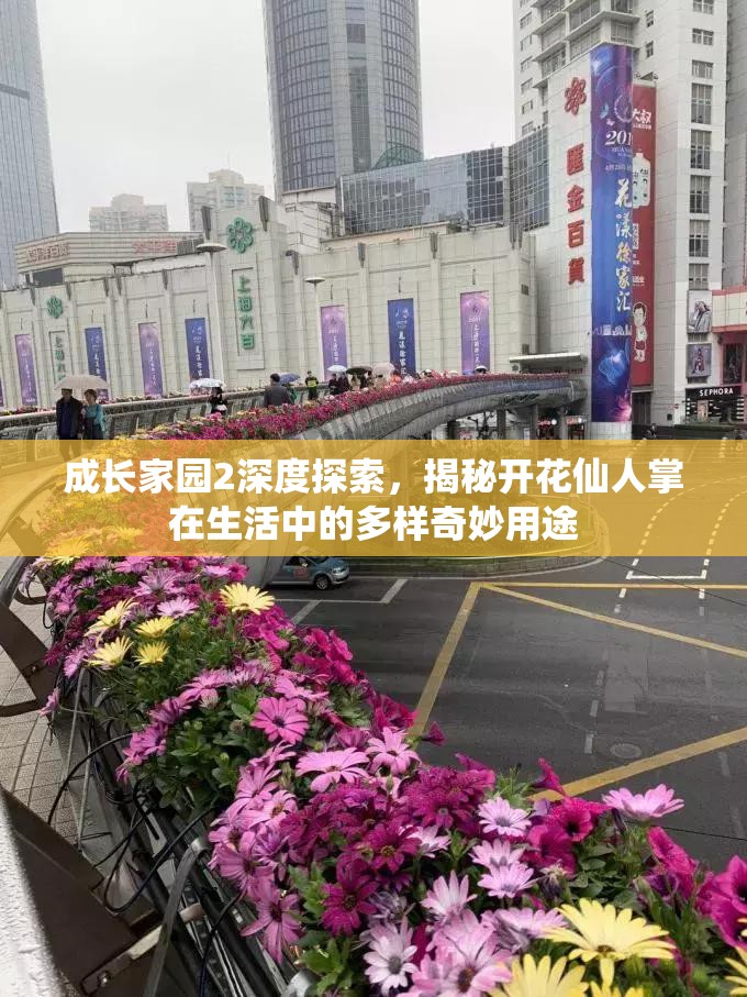 成长家园2深度探索，揭秘开花仙人掌在生活中的多样奇妙用途