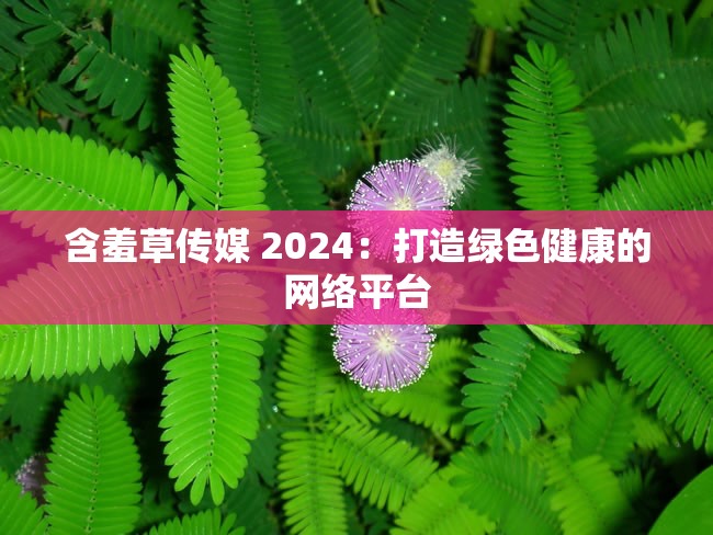 含羞草传媒 2024：打造绿色健康的网络平台