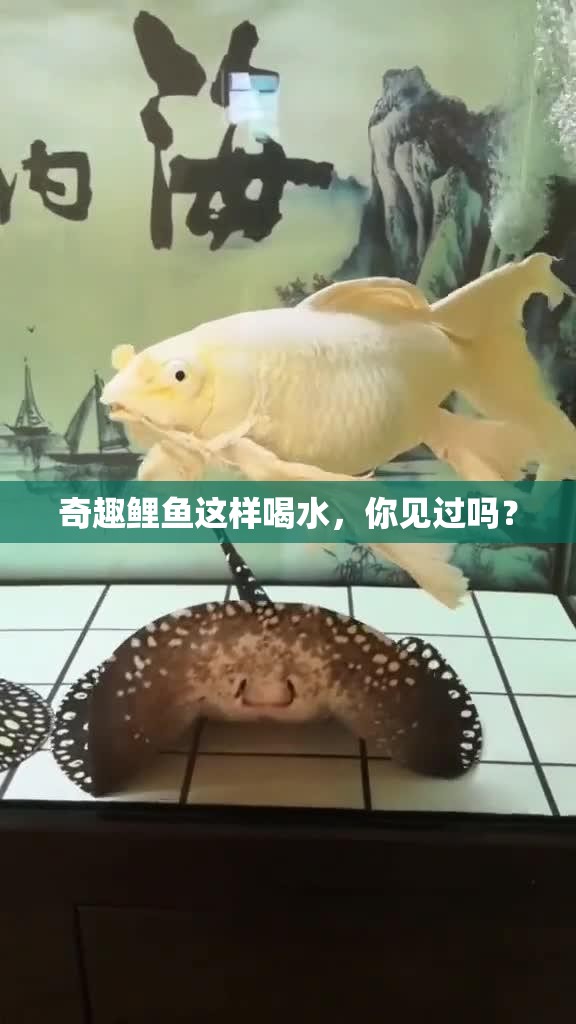 奇趣鲤鱼这样喝水，你见过吗？
