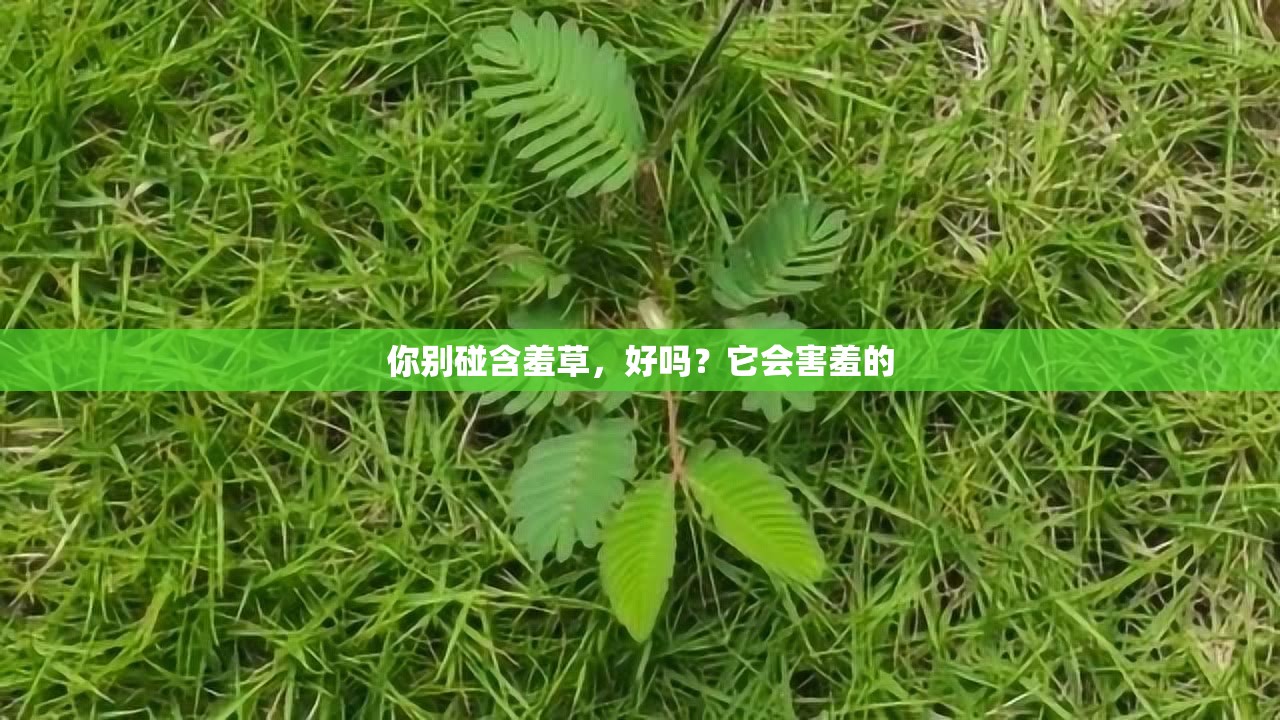 你别碰含羞草，好吗？它会害羞的