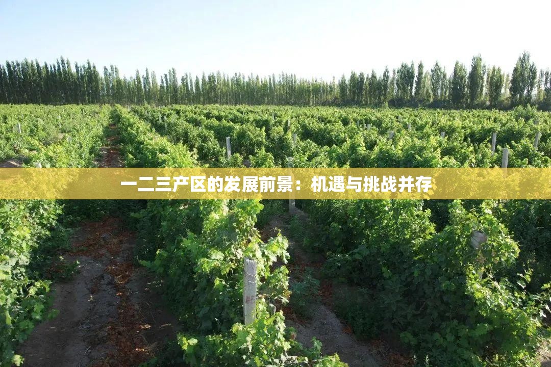 一二三产区的发展前景：机遇与挑战并存