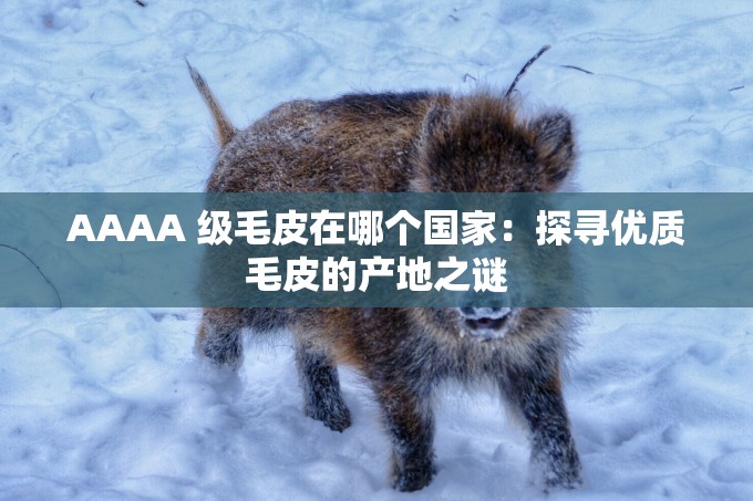 AAAA 级毛皮在哪个国家：探寻优质毛皮的产地之谜