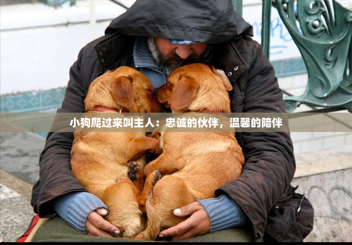 小狗爬过来叫主人：忠诚的伙伴，温馨的陪伴