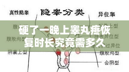 硬了一晚上睾丸疼恢复时长究竟需多久